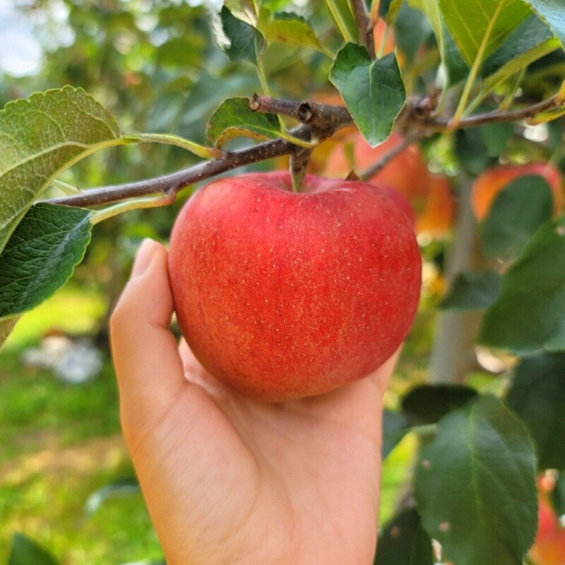 은하수농원,정선사과 강원도 임계 사과 햇사과 꿀사과 가정용 부사 5kg