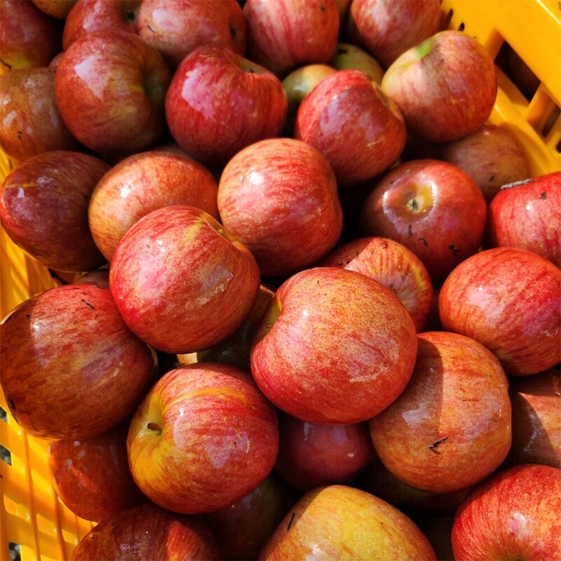 은하수농원,정선사과 강원도 임계 사과 햇사과 꿀사과 가정용 부사 5kg