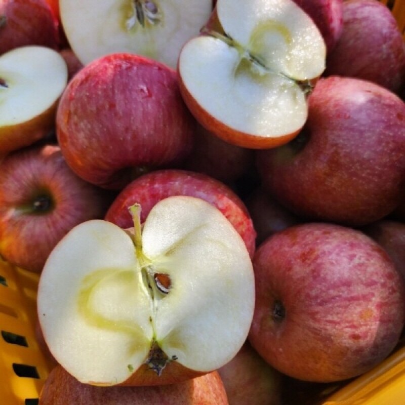 은하수농원,정선사과 강원도 임계 사과 햇사과 꿀사과 가정용 부사 10kg